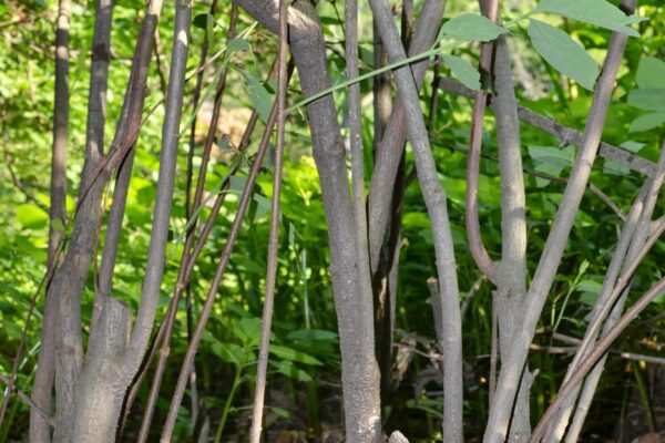 Calycanthus floridus - Bark