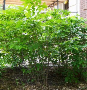 Calycanthus floridus - Shrub Habit