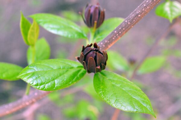 Calycanthus floridus - Flower