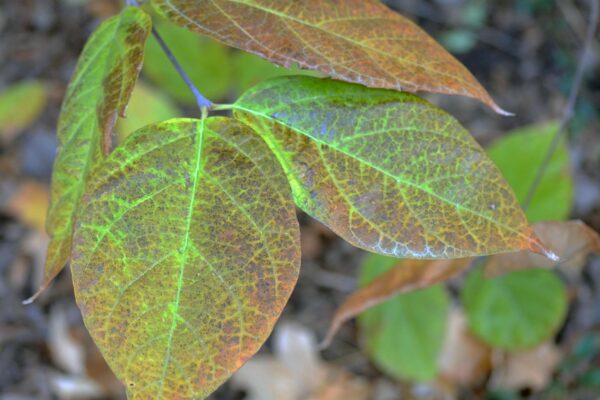 Calycanthus floridus - Fall Leaf