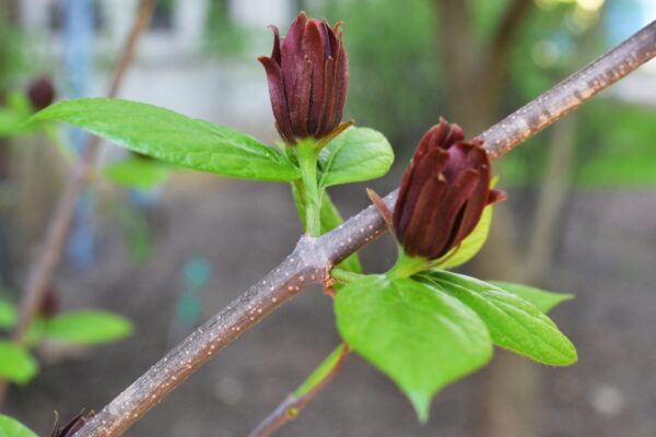 Calycanthus floridus - Flower