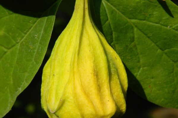 Calycanthus floridus - Young Fruit