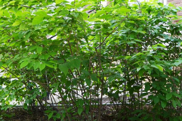 Calycanthus floridus - Shrub Habit