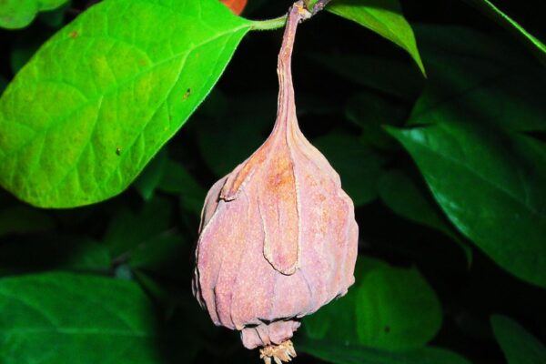 Calycanthus floridus - Mature Fruit