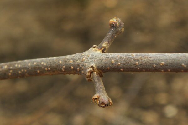 Calycanthus floridus - Buds