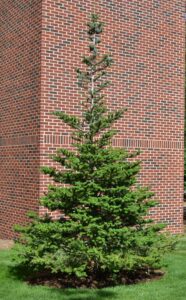 Abies koreana - Overall Habit