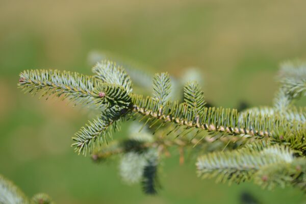 Abies koreana - Needles