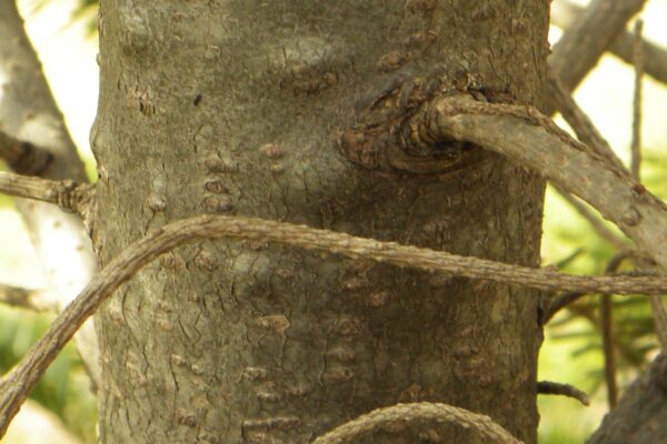 Abies koreana - Bark