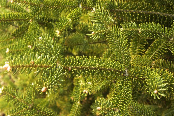 Abies koreana - Branch