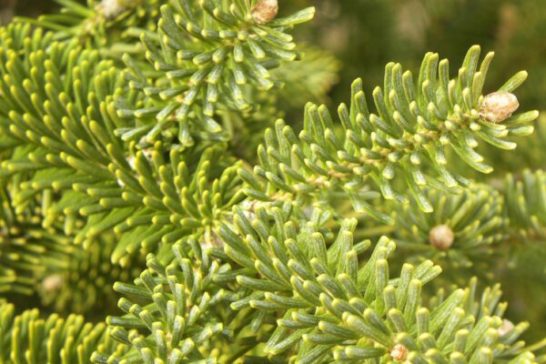 Abies koreana - Buds and Needles