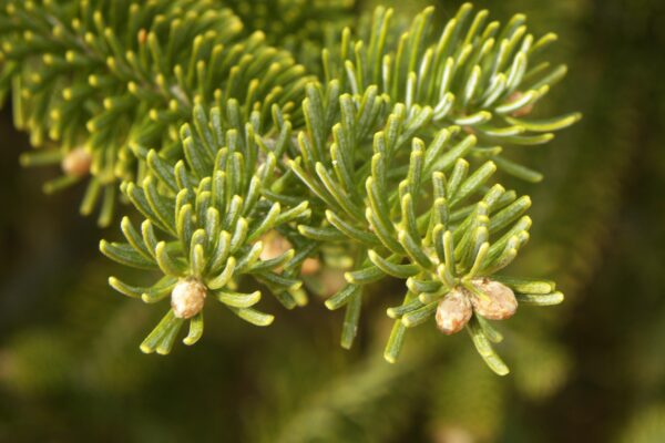 Abies koreana - Buds