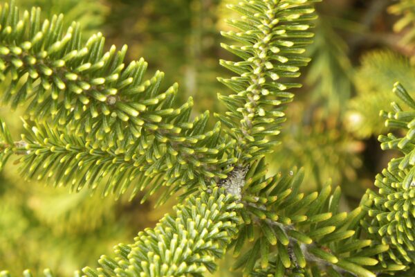 Abies koreana - Needles