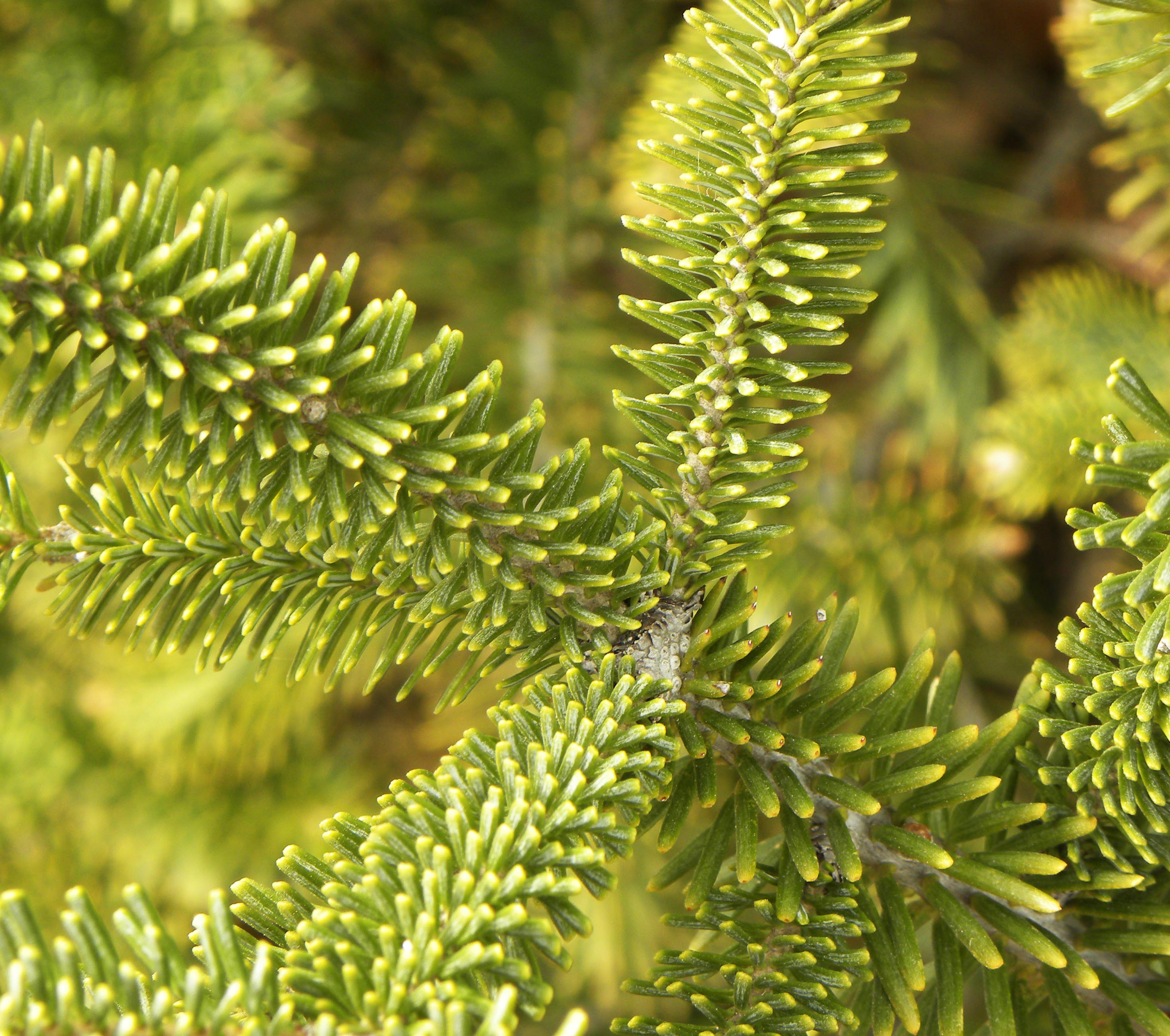Abies koreana Purdue Arboretum Explorer