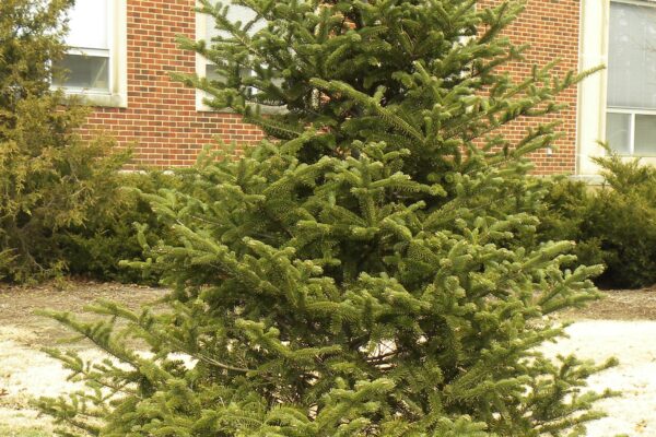 Abies koreana - Winter Habit