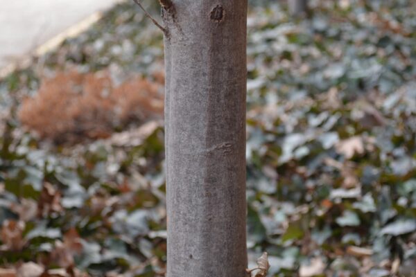 Carpinus betulus - Bark