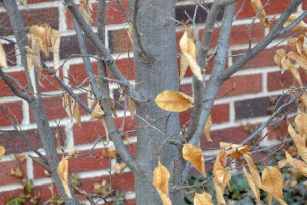 Carpinus betulus - Bark