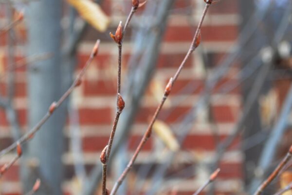 Carpinus betulus - Buds