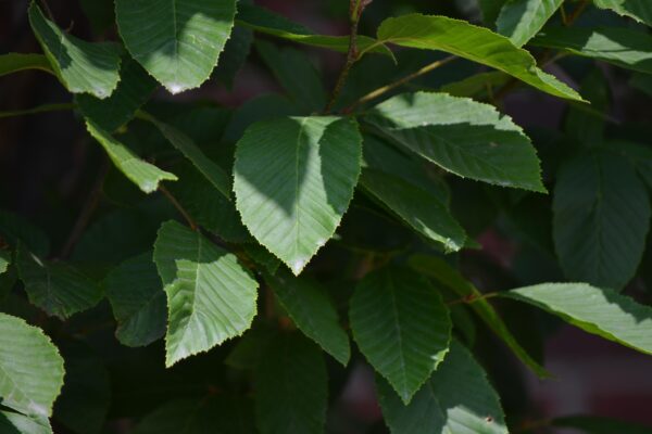 Carpinus betulus - Foliage