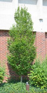 Carpinus betulus - Summer Habit