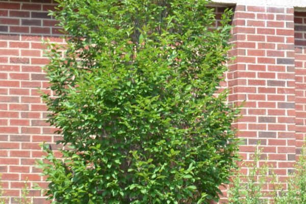 Carpinus betulus - Summer Habit