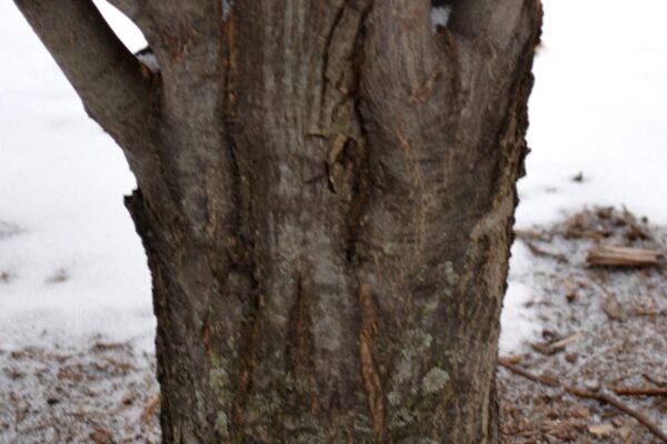 Carpinus betulus ′Fastigiata′ - Bark