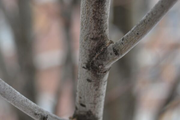Carpinus betulus ′Fastigiata′ - Bark