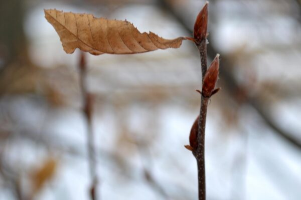 Carpinus betulus ′Fastigiata′ - Buds