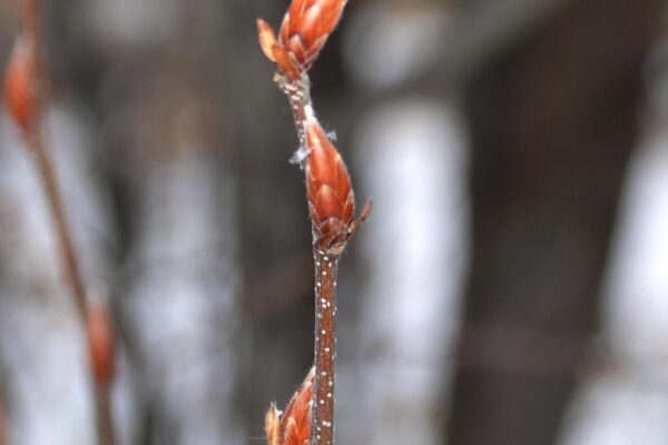 Carpinus betulus ′Fastigiata′ - Buds