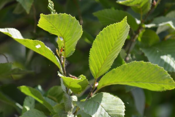 Carpinus betulus ′Fastigiata′ - Foliage