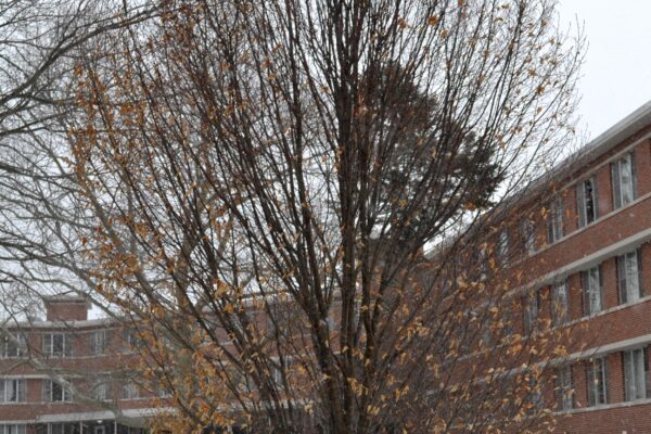 Carpinus betulus ′Fastigiata′ - Winter Habit