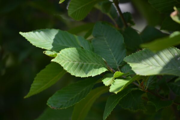 Carpinus betulus ′Fastigiata′ - Leaves