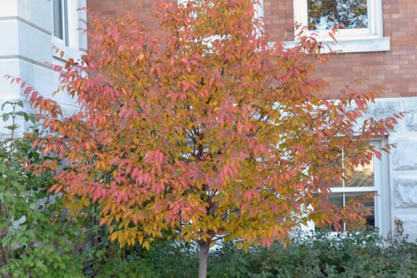 Carpinus caroliniana - Overall Tree in Fall