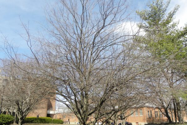 Carpinus caroliniana - Winter Habit