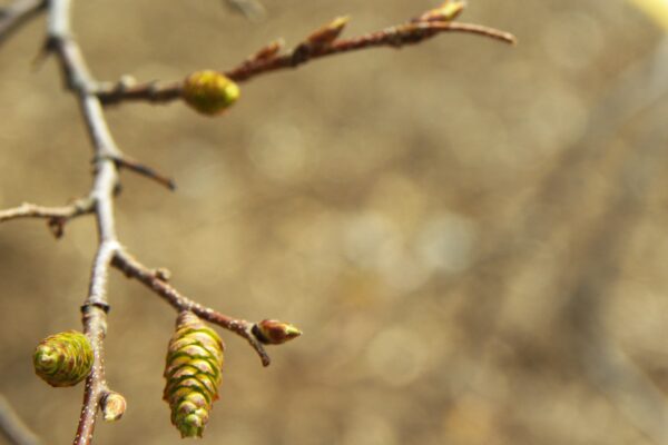 Carpinus caroliniana - Flowers and Buds