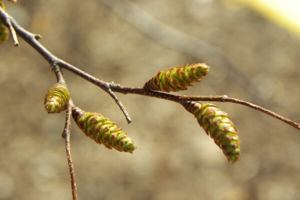 Carpinus caroliniana - Flowers