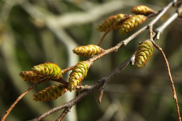 Carpinus caroliniana - Flowers