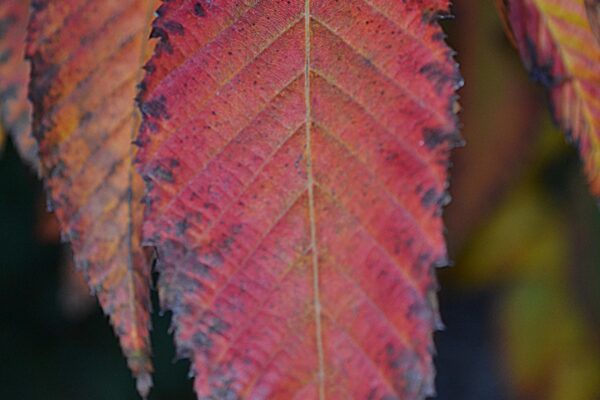 Carpinus caroliniana - Fall Leaf