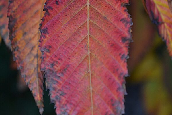 Carpinus caroliniana - Fall Leaf