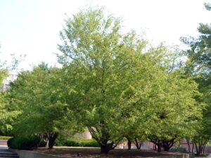 Carpinus caroliniana - Overall Trees in Summer