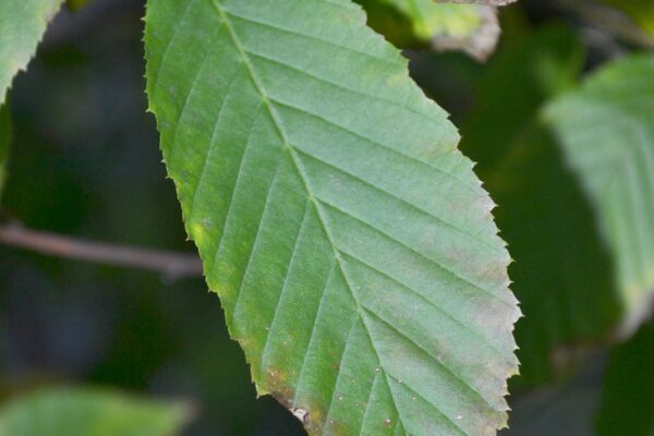 Carpinus caroliniana - Summer Foliage