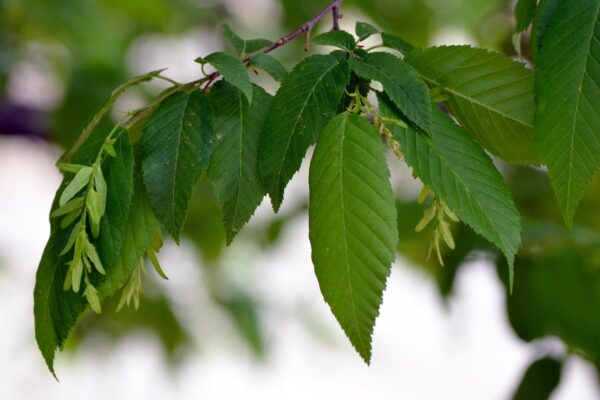 Carpinus caroliniana - Bracts