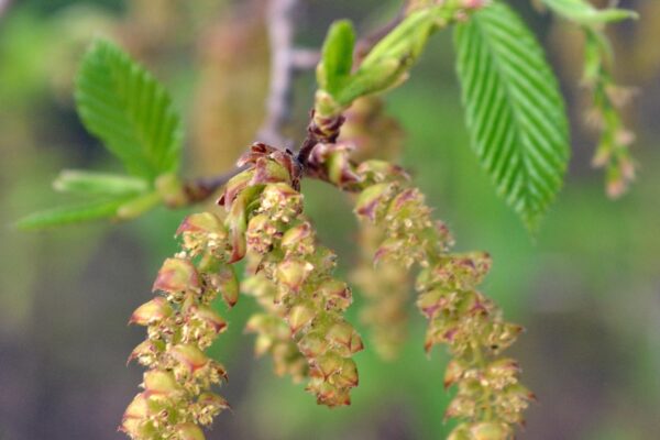 Carpinus caroliniana - Flowers