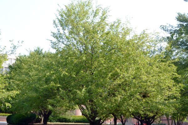 Carpinus caroliniana - Overall Trees in Summer