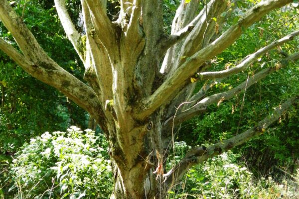 Carpinus caroliniana - Bark