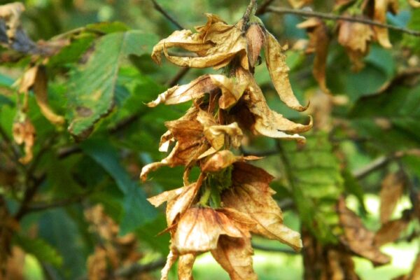 Carpinus caroliniana - Dried Fruit