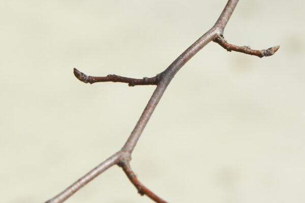 Carpinus caroliniana - Buds