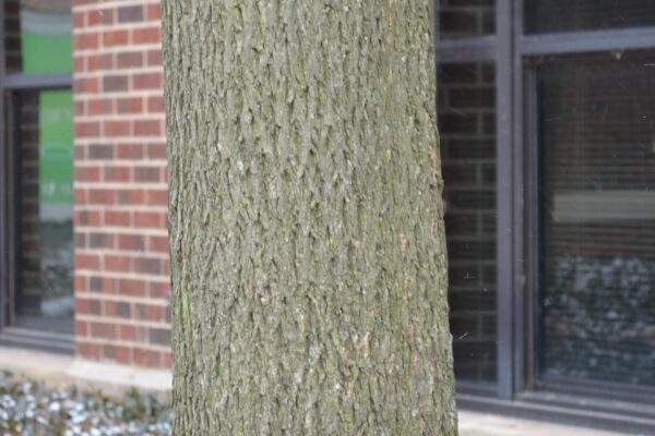 Carya cordiformis - Bark