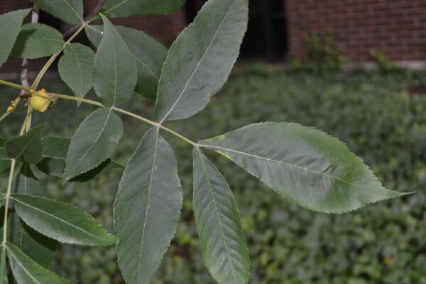 Carya cordiformis - Leaf