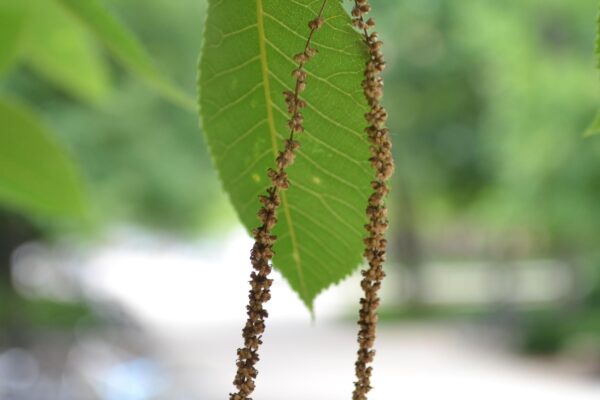 Carya cordiformis - Flower