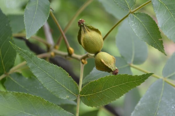 Carya cordiformis - Immature Fruit